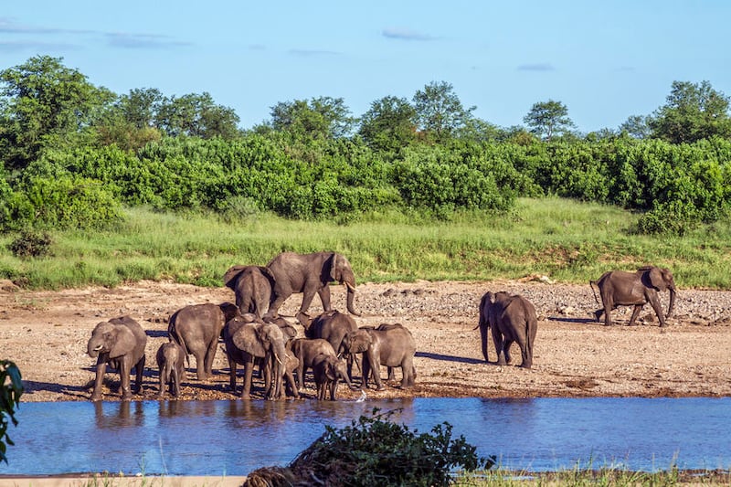 African bush elephant in Kruger National Park.
