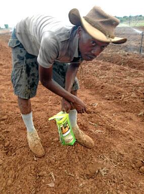 Kagiso Ntloedibe plants butternut seeds on his farm in Hammanskraal, north of Pretoria.